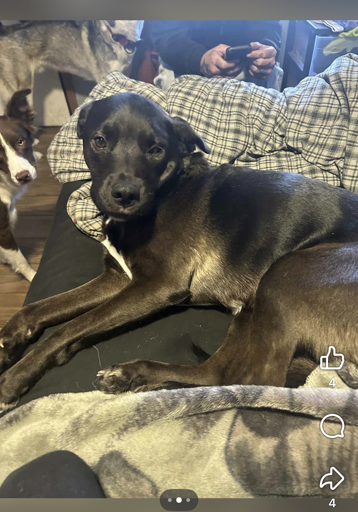 lost dog named Indica Jane